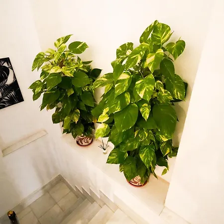 Appartement Consistorio Live *